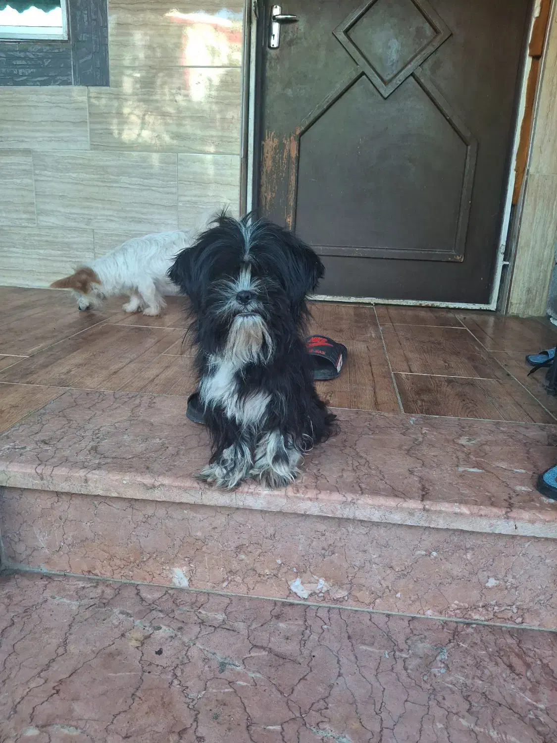 واگذاری رایگان سگ شیتزو ماده|سگ|رشت, لاکان|دیوار