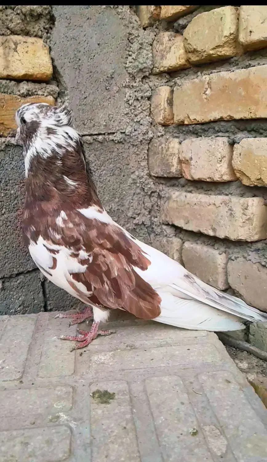 جفت آپاچی نقابی زیبا|پرنده|ماهیدشت, |دیوار