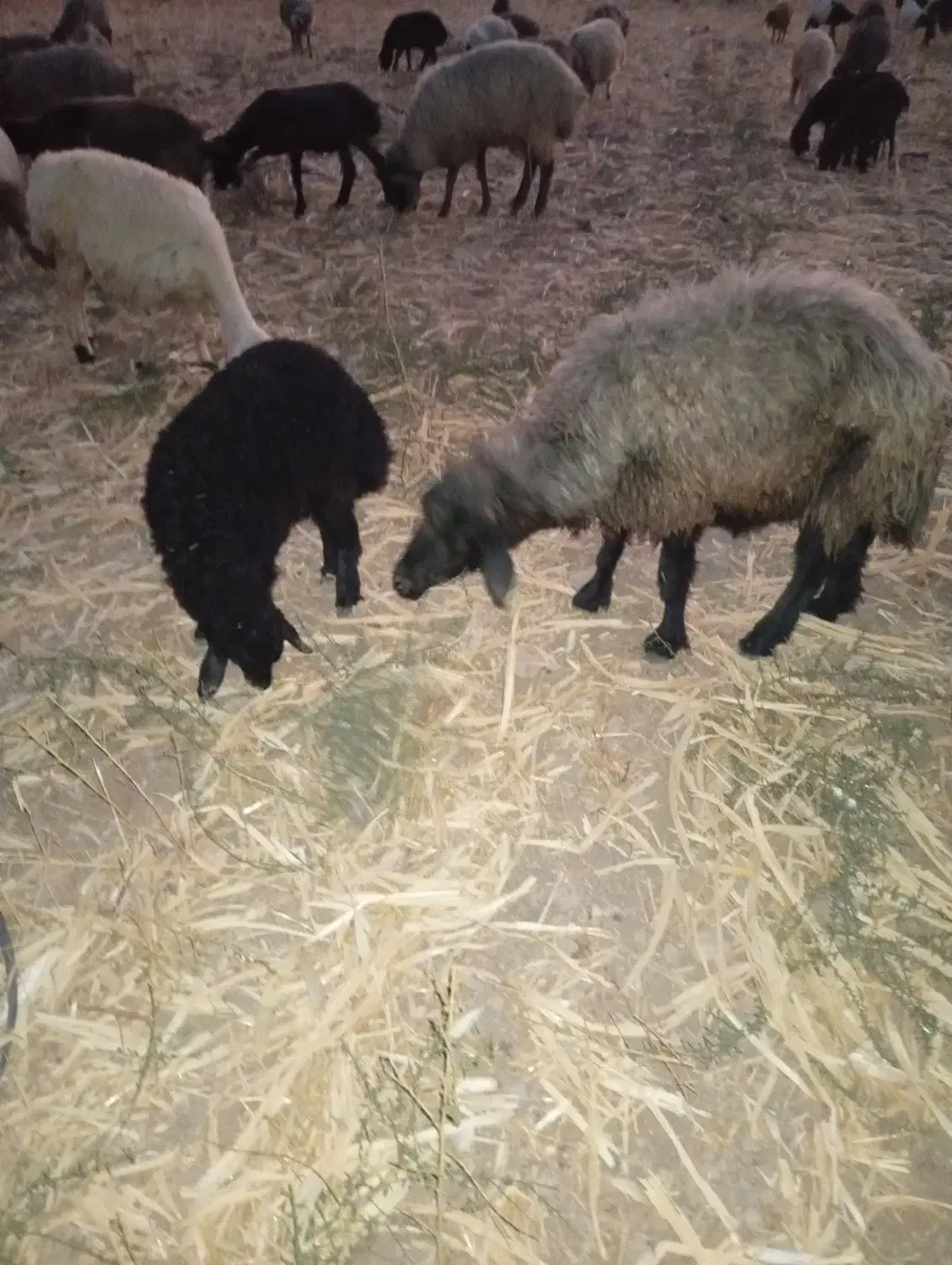 میش و بره|حیوانات مزرعه|فسا, |دیوار