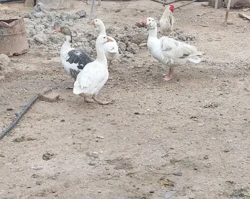 غاز|حیوانات مزرعه|شوشتر, |دیوار