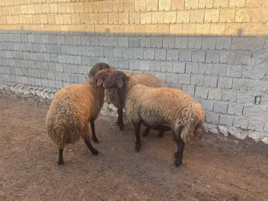 گوسفند قوچ|حیوانات مزرعه|دیواندره, |دیوار