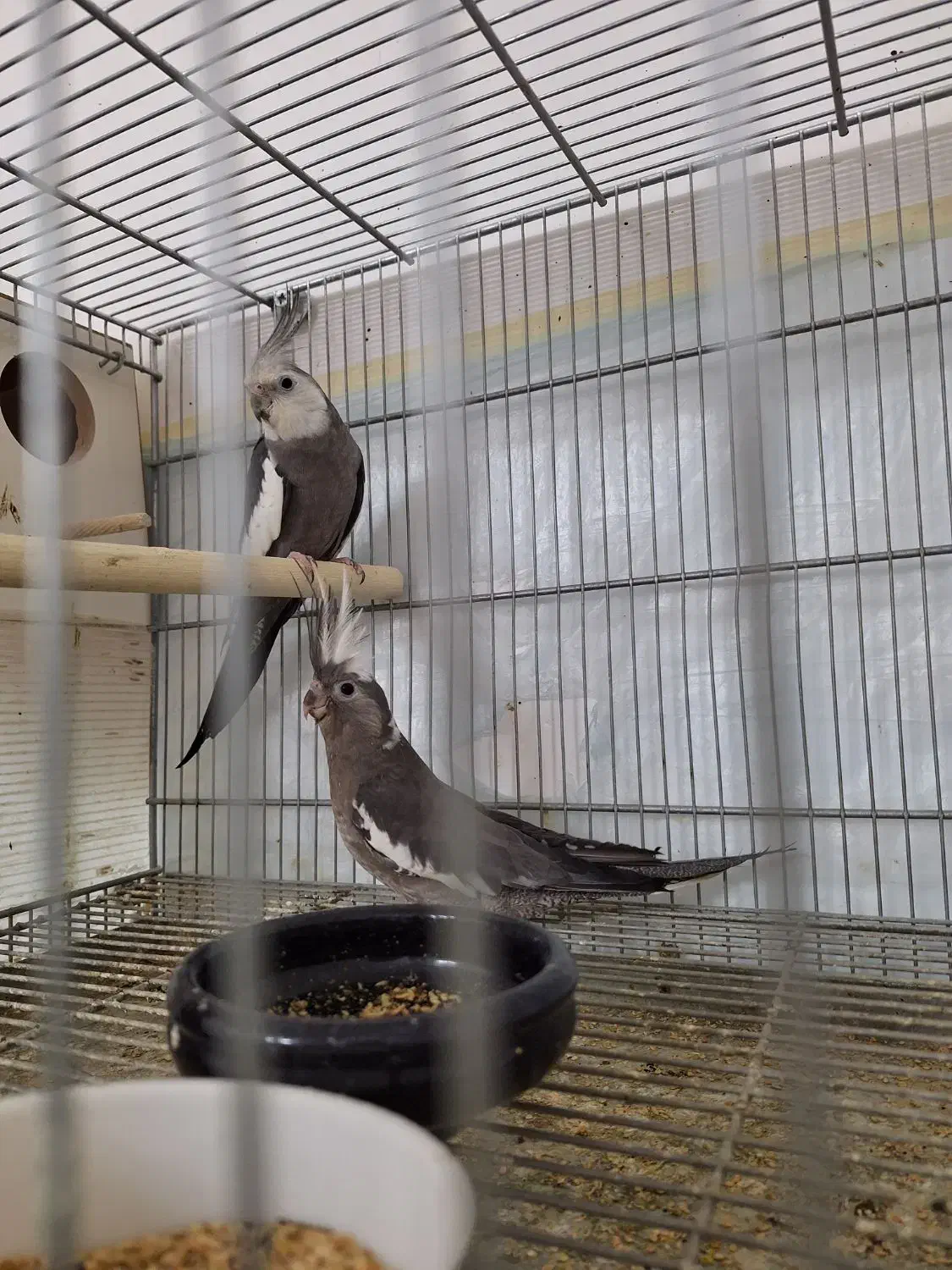 جفت عروس وایت فیس با جوجه|پرنده|قم, بلوار امین و ساحلی|دیوار