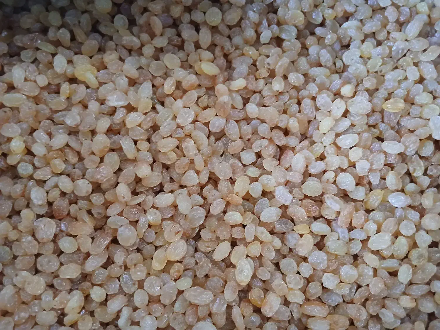 کشمش طلای افتابی خرمایی همه مدل موجود است|خوردنی و آشامیدنی|ماهدشت, |دیوار