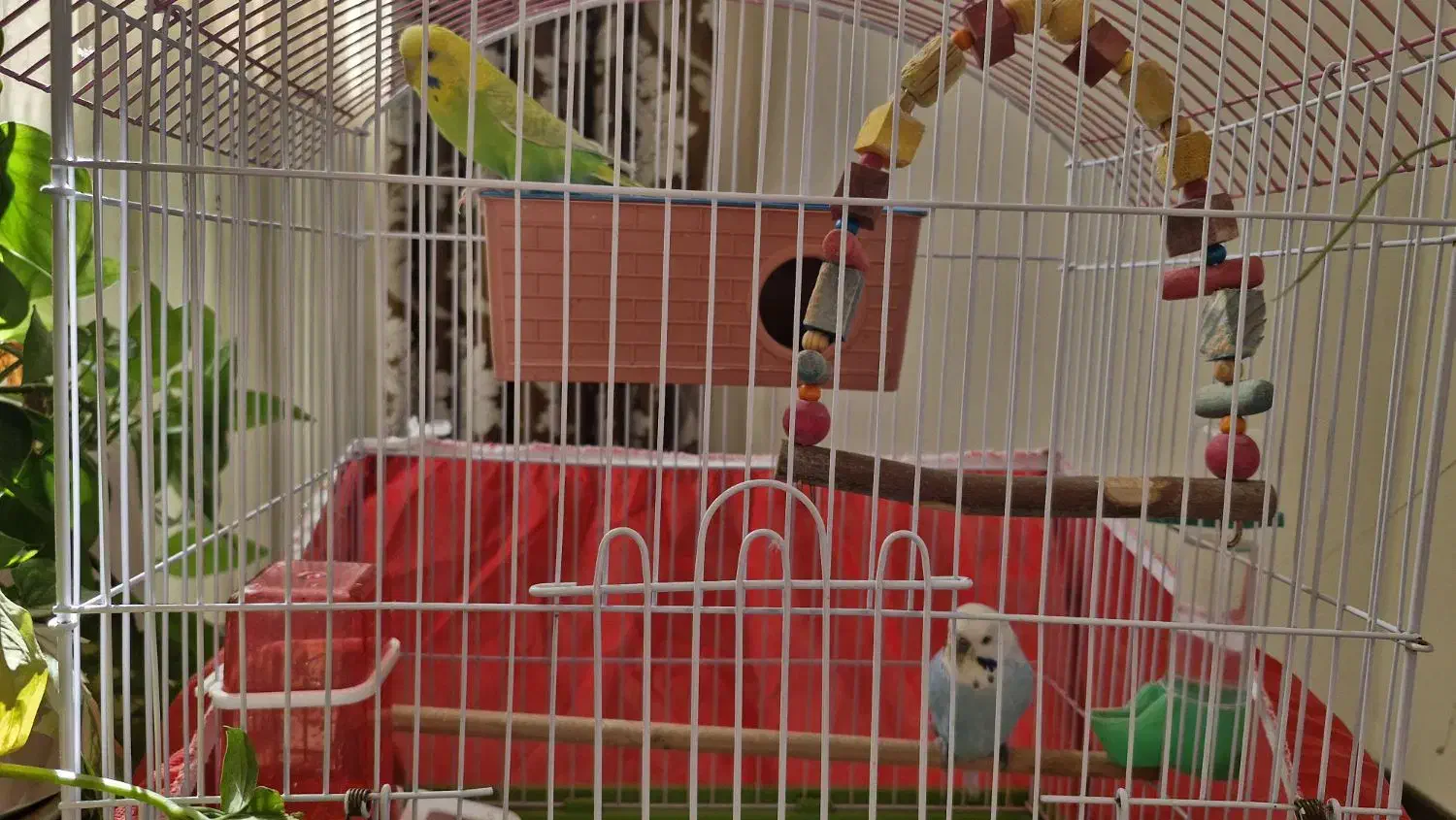 مرغ عشق|پرنده|شیراز, گویم|دیوار