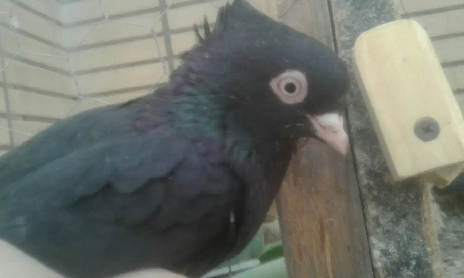 جفت زاغ آبادانی|پرنده|شاهین‌شهر, شهرک صنعتی مورچه خورت|دیوار