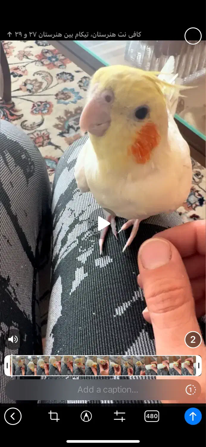 عروس هلندی گمشده هاشمیه ۶۷|حیوانات|مشهد, نیروی هوایی|دیوار