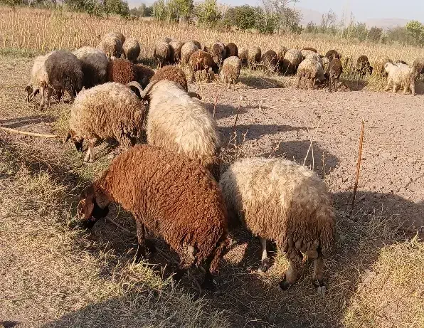 بز و گوسفند|حیوانات مزرعه|خوی, |دیوار