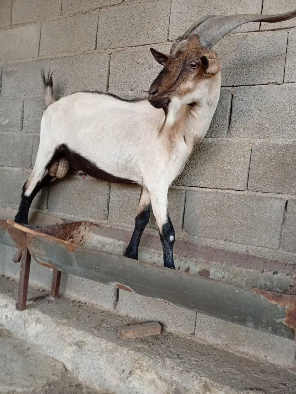 پازن آلپاین وسانن وکهره نر سانن|حیوانات مزرعه|خورموج, |دیوار