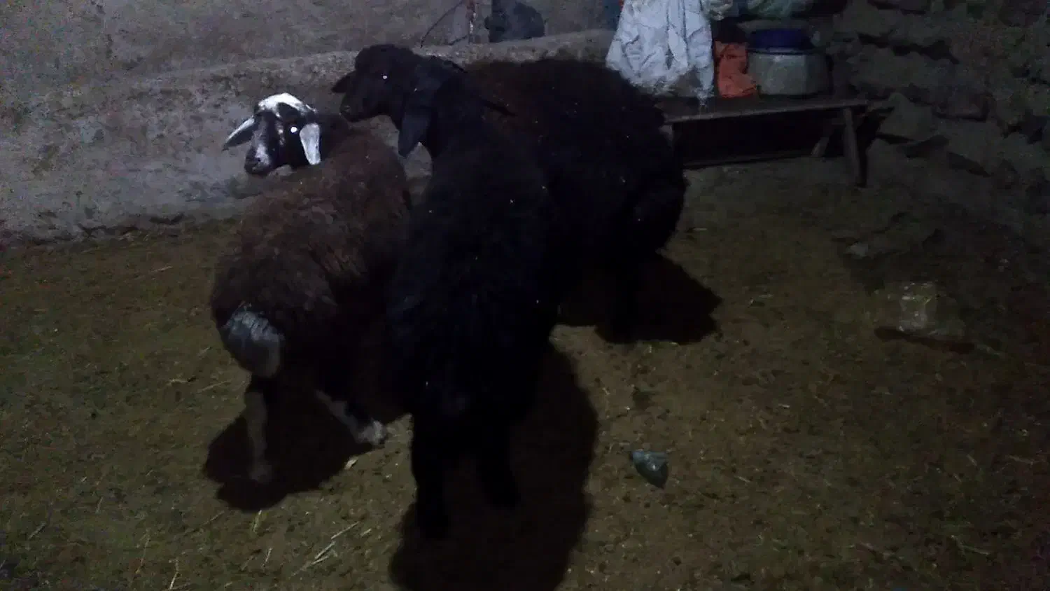 برنر|حیوانات مزرعه|قره پشتلو, |دیوار