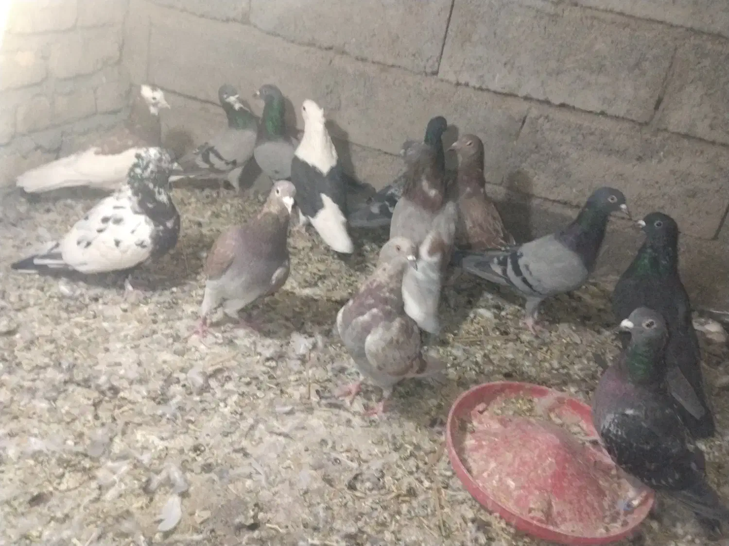 کفتر|پرنده|نرماشیر, |دیوار