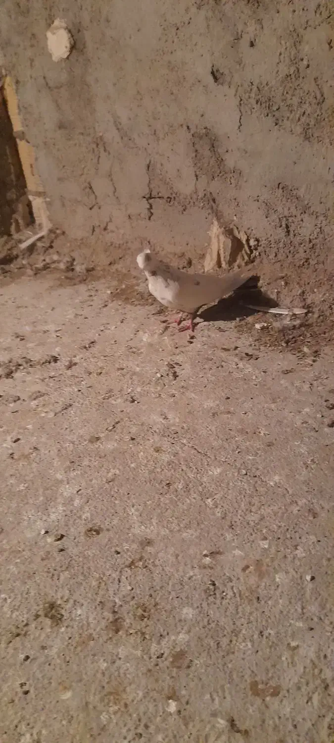 یک قطعه دونبی ماده|پرنده|باوی, |دیوار