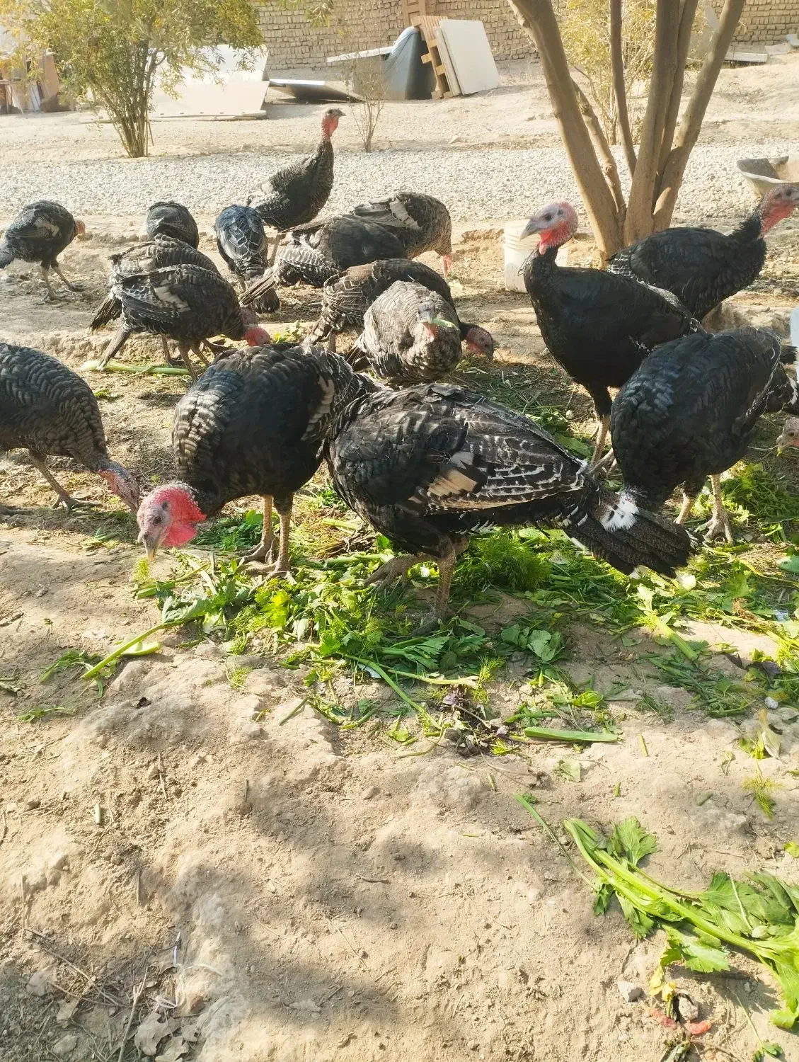 پرورش بوقلمون نژاد برنز انگلیسی ارگانیک نر و ماده|حیوانات مزرعه|تهران, مسعودیه|دیوار