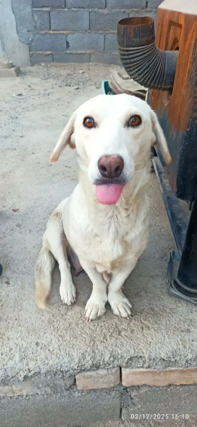 واگذاری|سگ|بجنورد, |دیوار