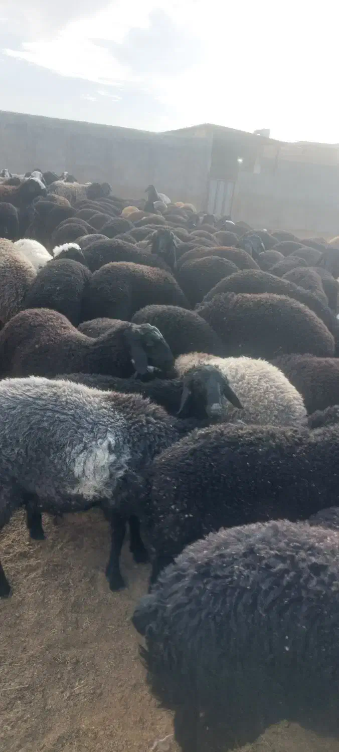 بره|حیوانات مزرعه|تهران, خرمشهر|دیوار