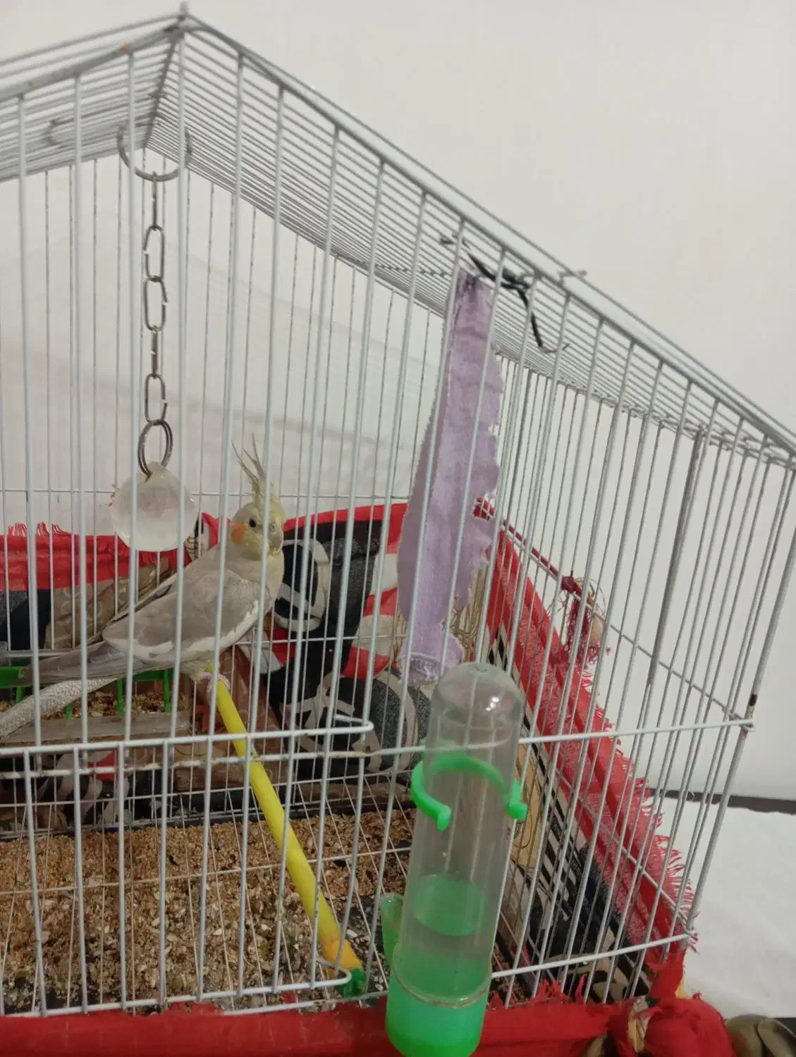 یک عدد عروس هلندی بفروش می رسد. اسم پیکو|پرنده|شفت, |دیوار