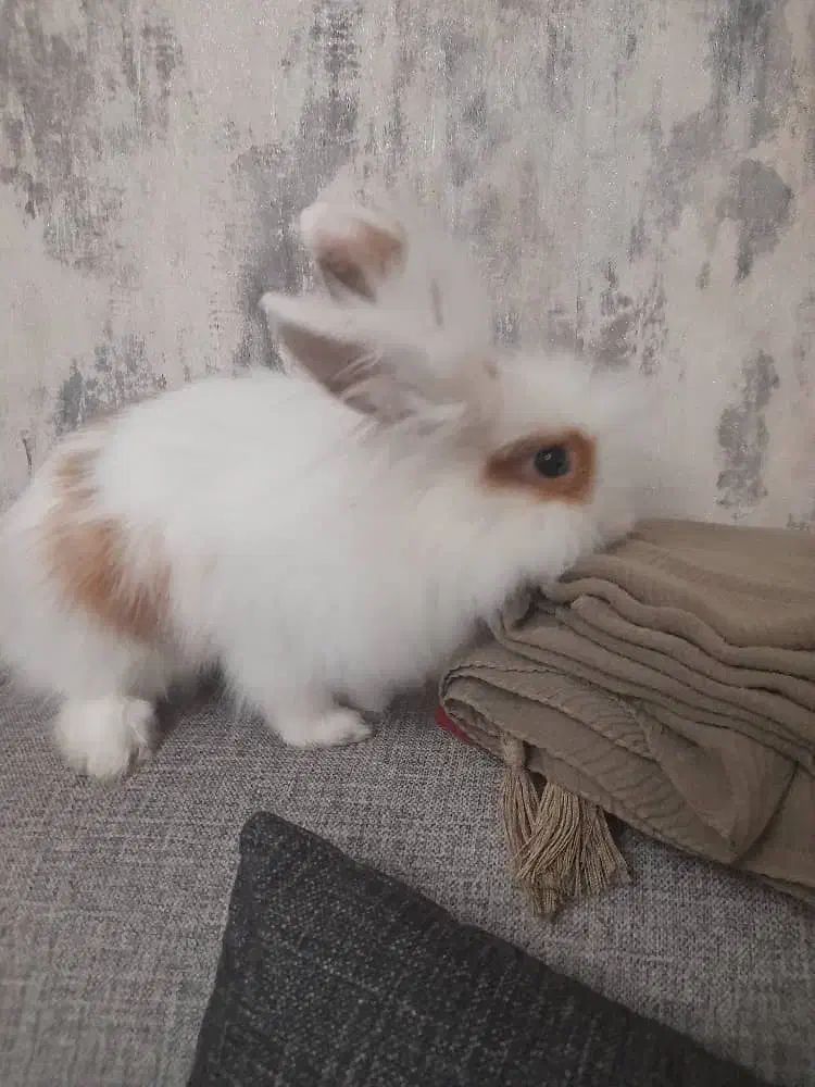 خرگوش ماده|موش و خرگوش|تهران, شهرک پاسداران|دیوار