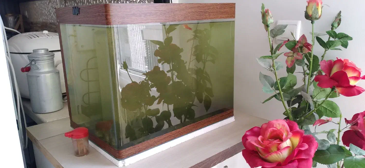 آکواریوم حرفه ای لبه خم|ماهی|قزوین, |دیوار