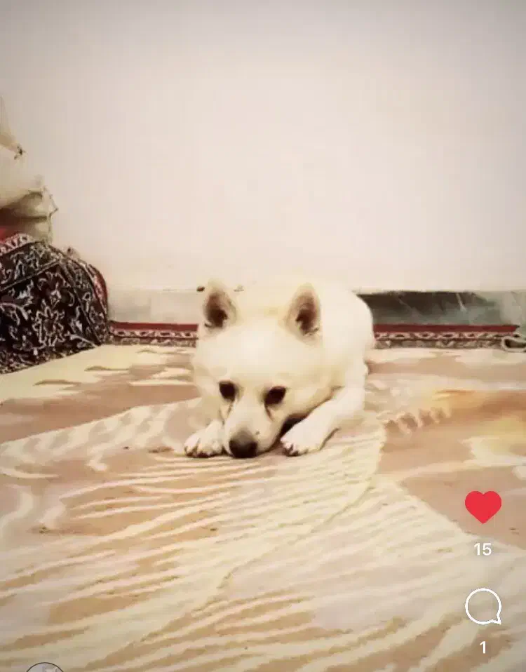 واگذاری سگ نر|سگ|کاشان, فاز ۲ ناجی آباد|دیوار