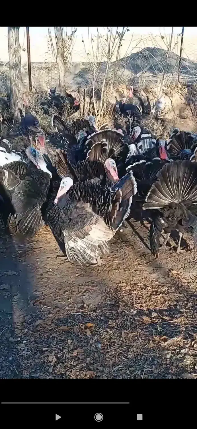 بوقلمون 100درصد100طبیعی|حیوانات مزرعه|اردبیل, |دیوار