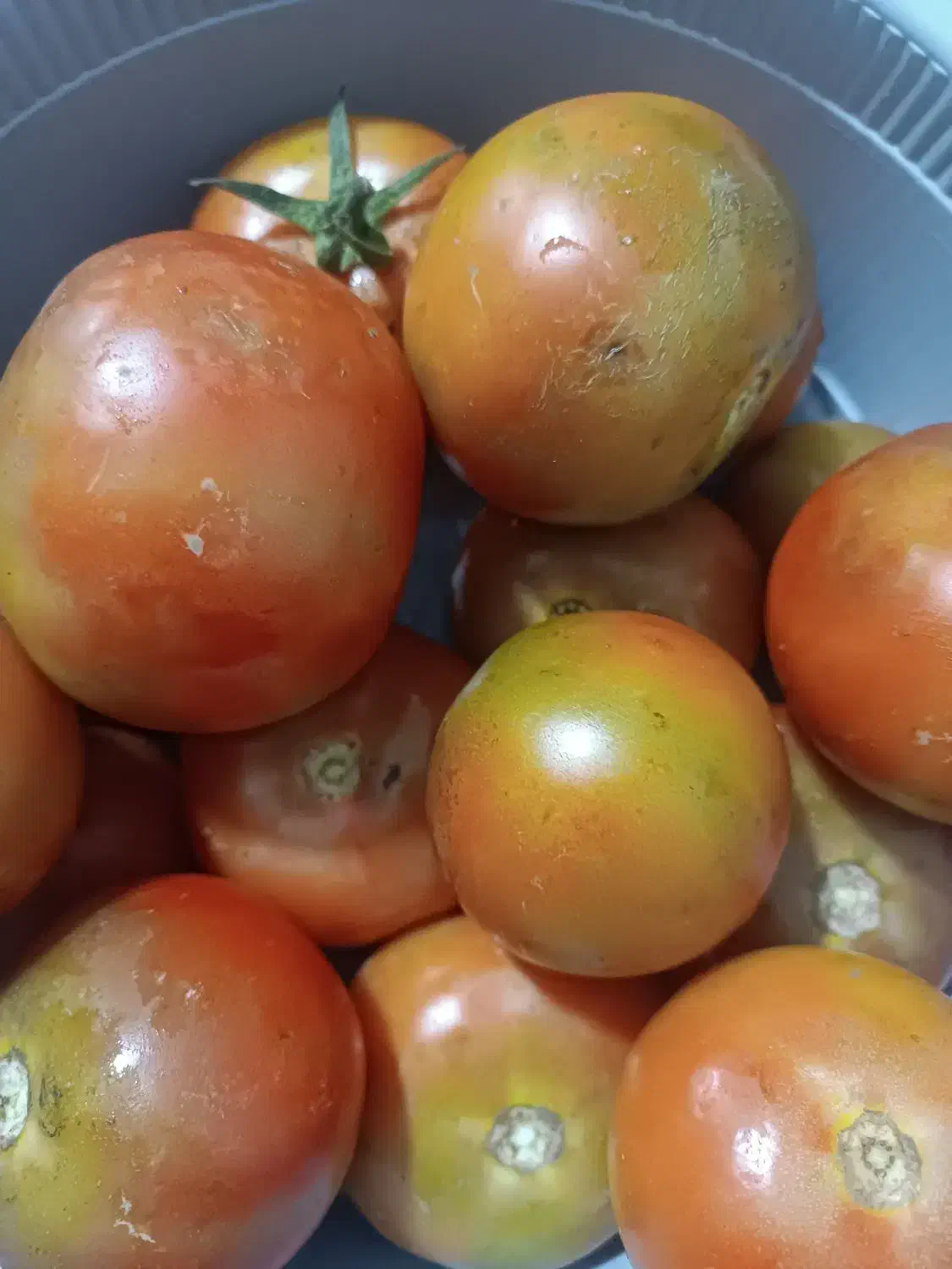 گوجه گلخانه ای|خوردنی و آشامیدنی|قلقل رود, |دیوار