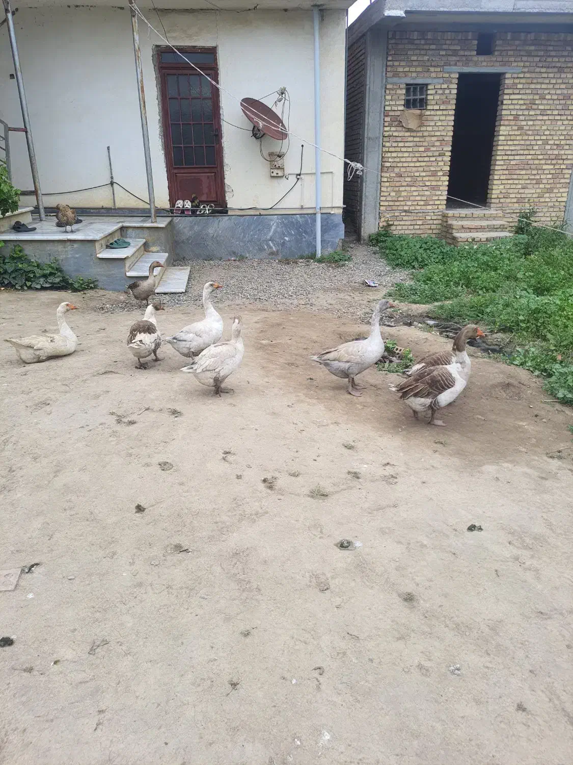 غاز|حیوانات مزرعه|گنبد کاووس, |دیوار