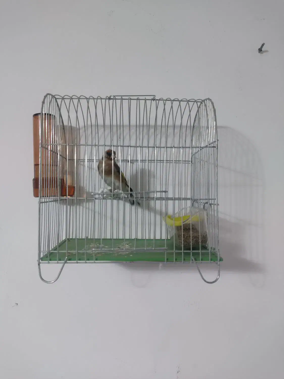 سهره  جوجه قفس|پرنده|کرمانشاه, |دیوار