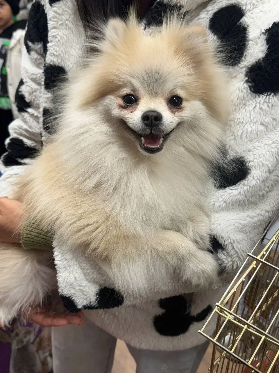 جفت گیری پامرانین عروسکی اورجینال|سگ|مشهد, امیر|دیوار