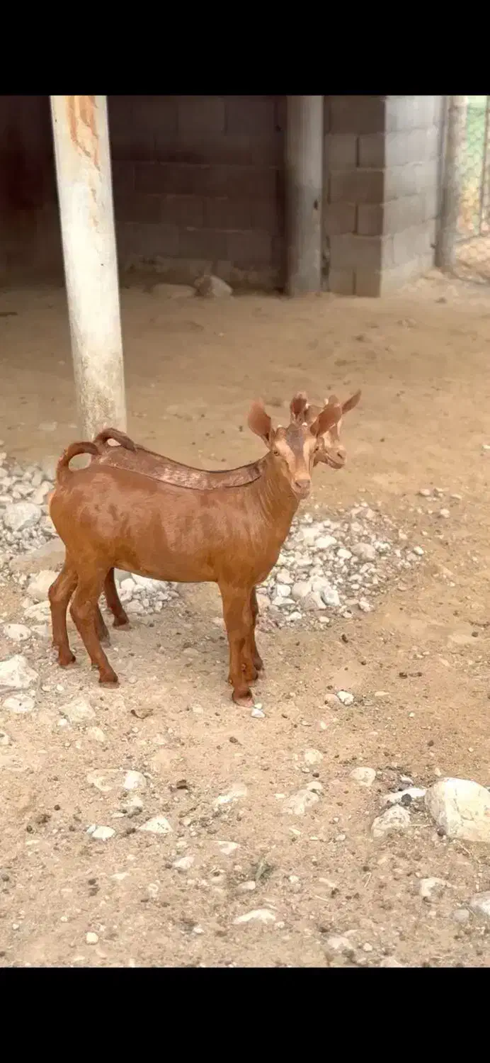 ذات ناب|حیوانات مزرعه|همدان, |دیوار