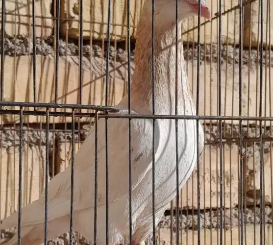 سرور|پرنده|فولادشهر, B4|دیوار