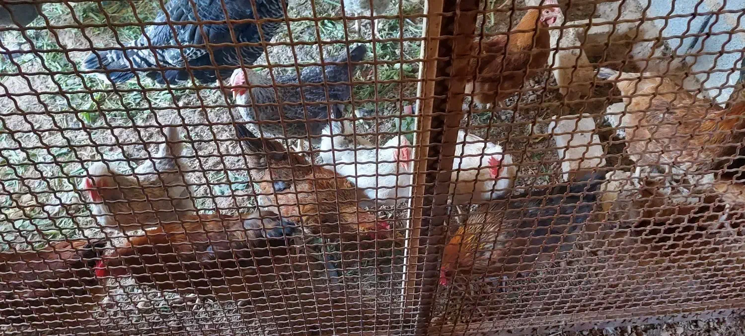 مرغ تخمگذار|حیوانات مزرعه|شیراز, حومه شیراز|دیوار