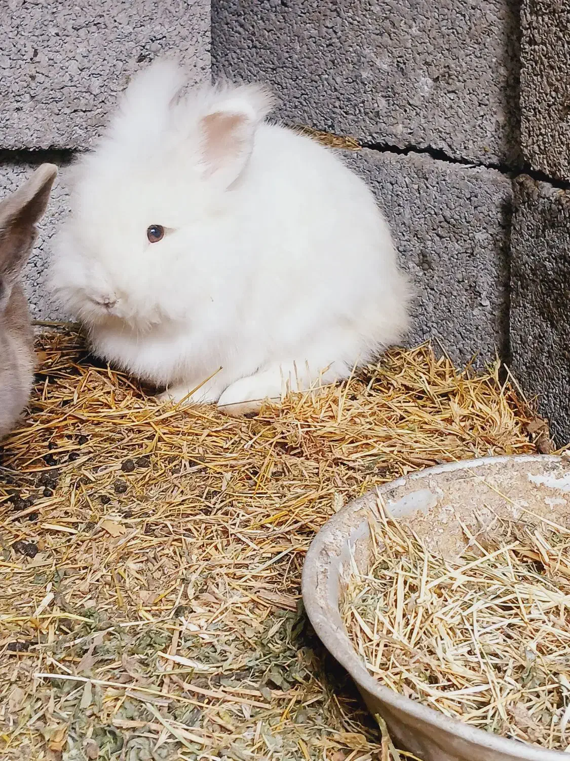 خرگوش کله شیری ( یا لئون هد)|موش و خرگوش|سنگر, |دیوار