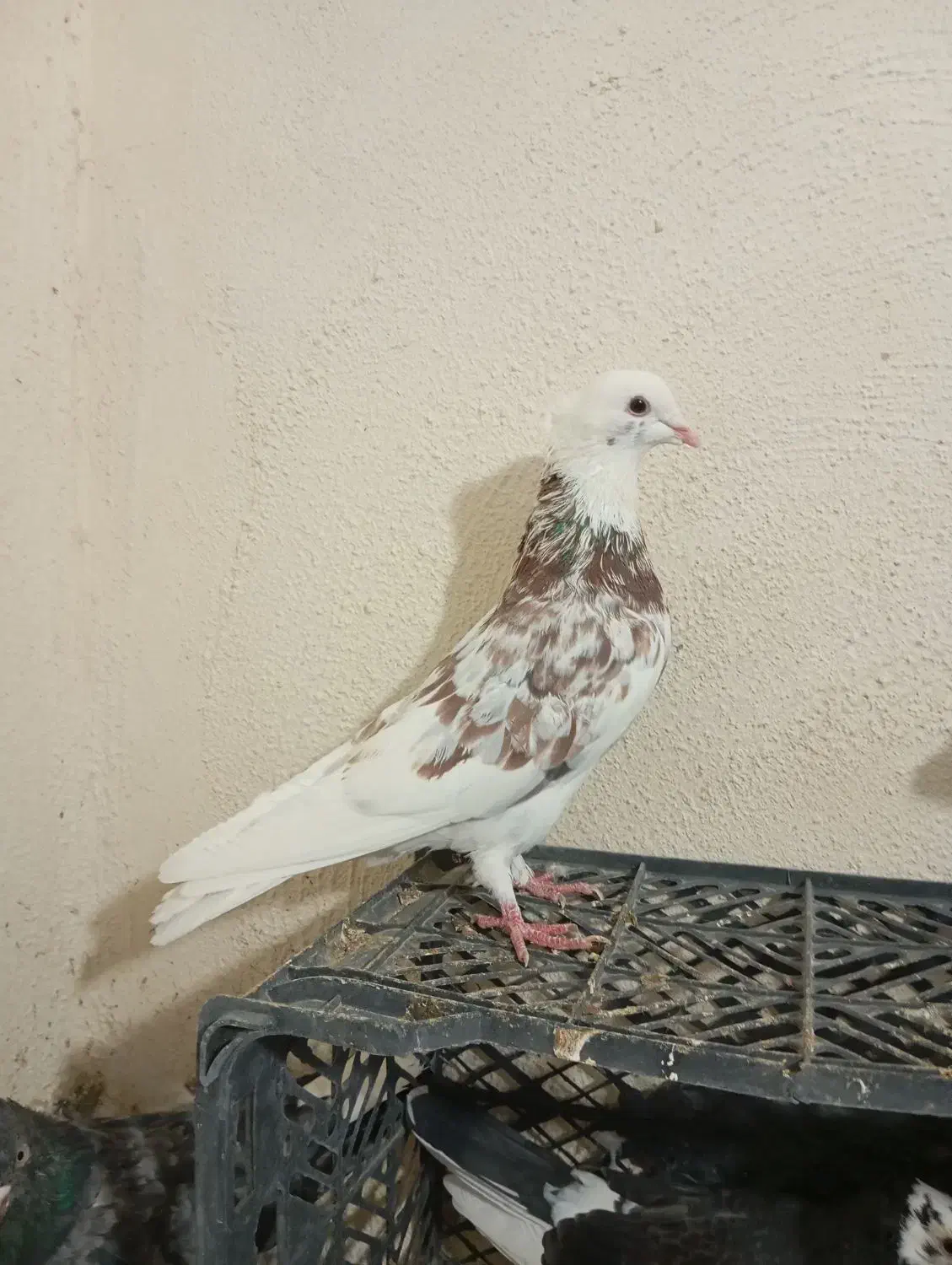 کبوتر شازده سورور سرور سبز کله دار زاغ دم سفید|پرنده|نوبران, |دیوار