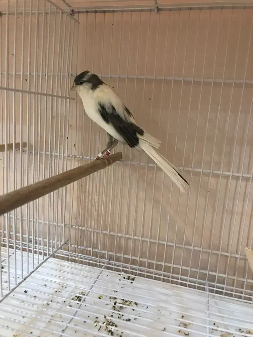 قناری کشیده بلند ،رسمی،موزایکی|پرنده|مشهد, هفت تیر (آب و برق)|دیوار