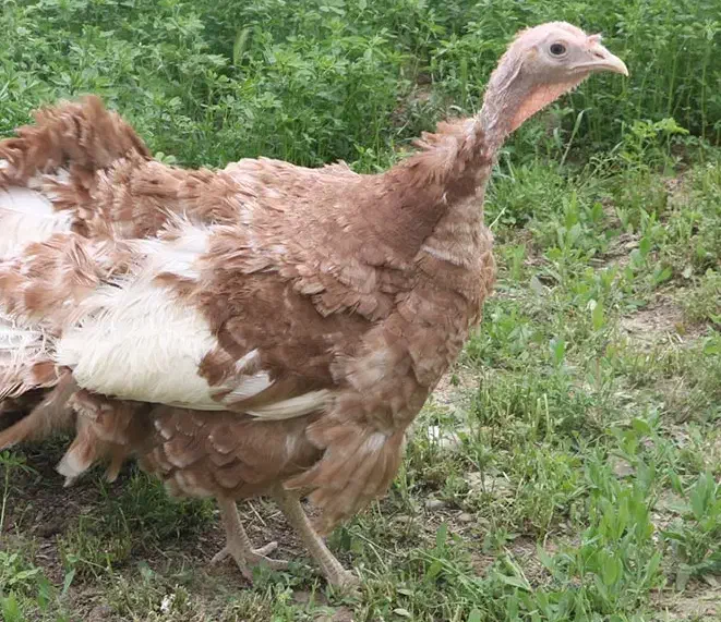 بوقلمون جوان|حیوانات مزرعه|قزوین, |دیوار