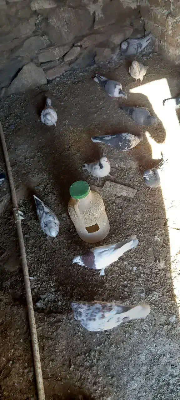 چند کبوترماده ونر وجفت|پرنده|بوئین و میاندشت, |دیوار