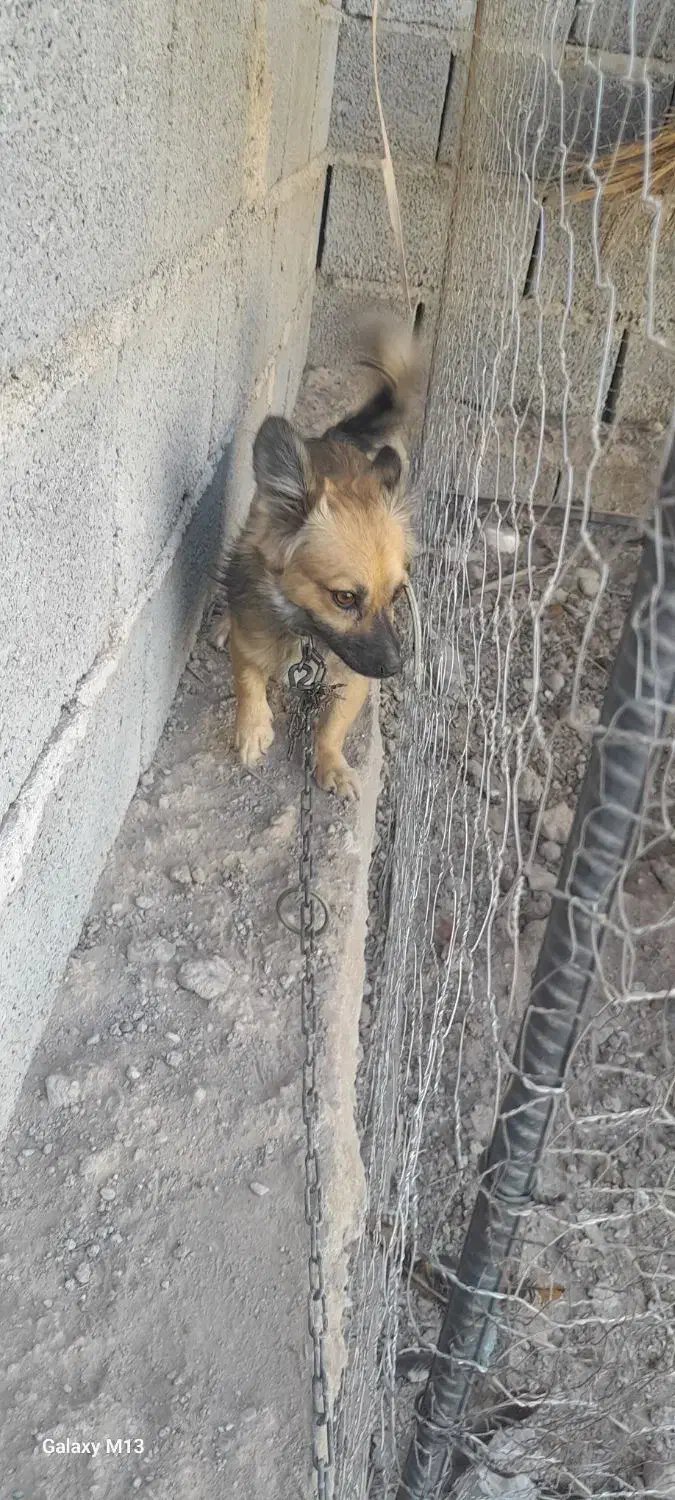 واگذاری سگ اشپیتس|سگ|جیرفت, |دیوار