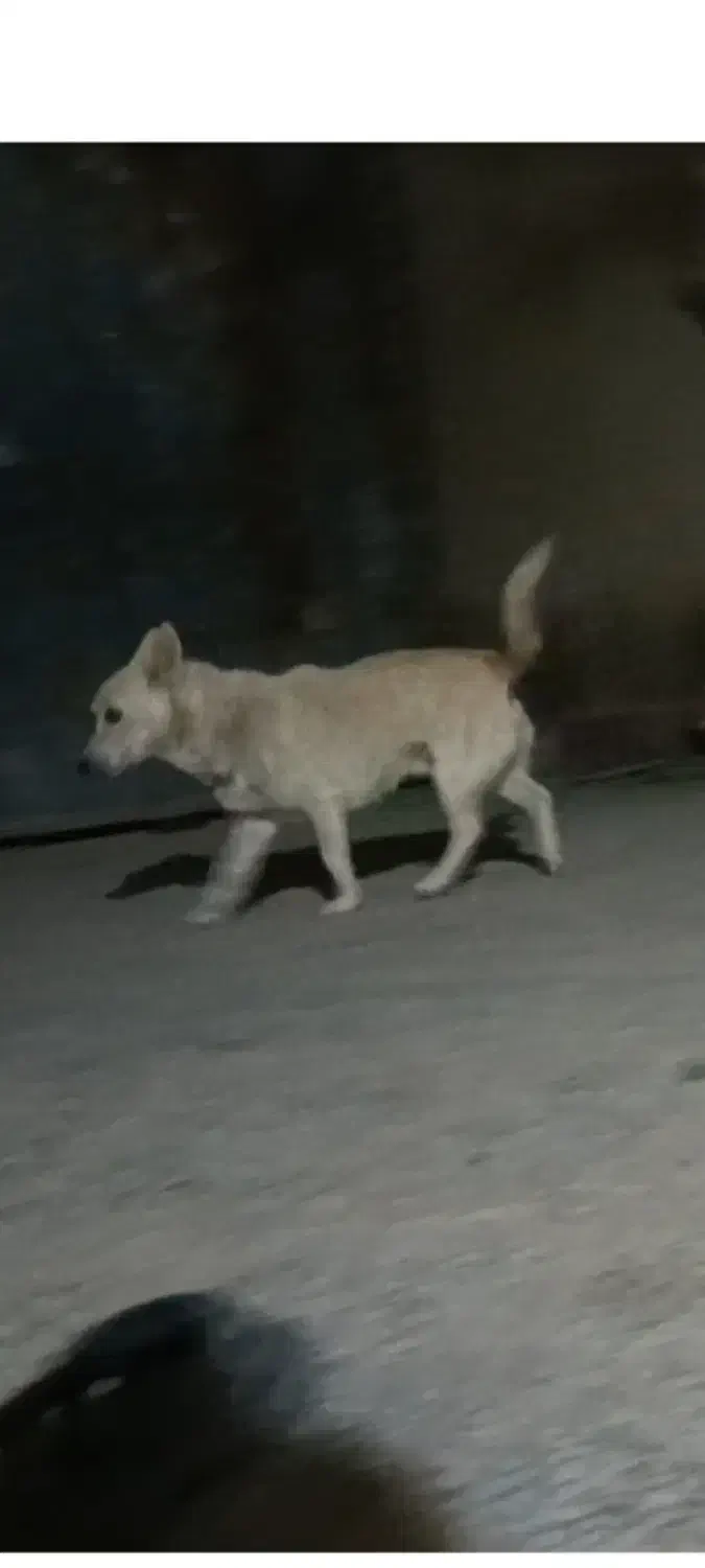 سگ گرند|سگ|زابل, |دیوار