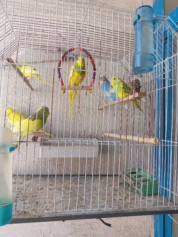 مرغ عشق|پرنده|شهر ری, شهرک نظامی|دیوار