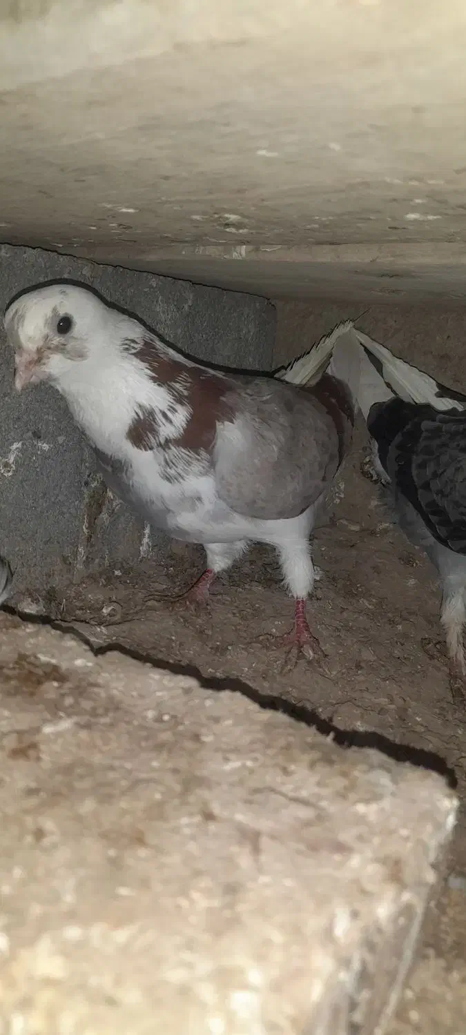 کبوتر|حیوانات|شاهرود, |دیوار