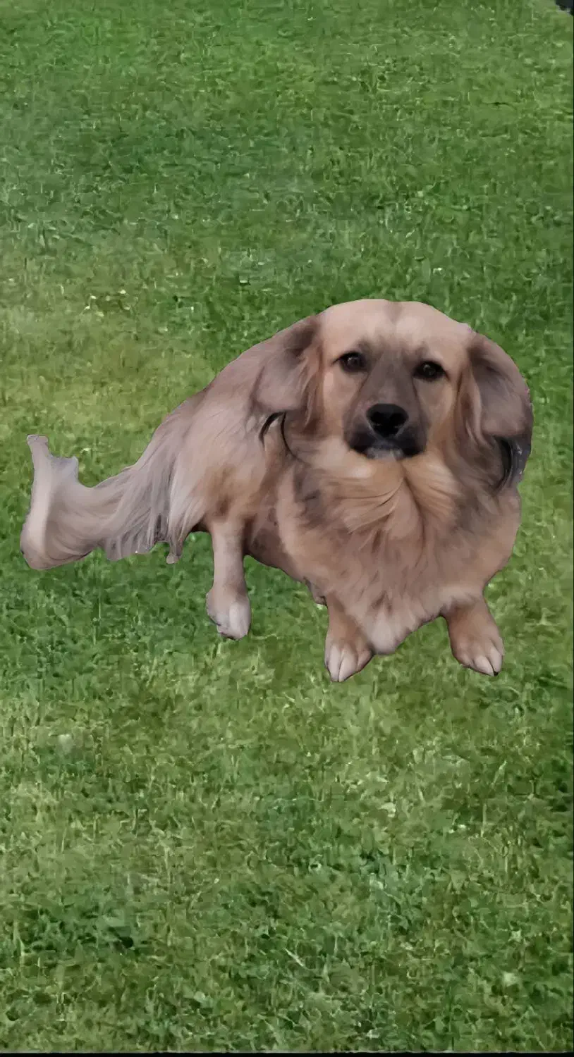 سگ پاکوتاه|سگ|تربت جام, شاهد|دیوار