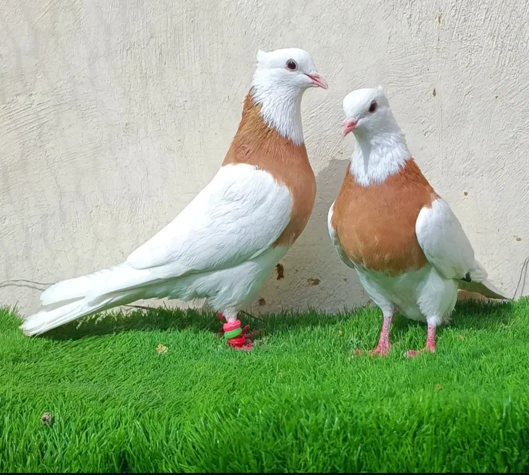 کفتر درجه ۱|پرنده|برخوار, |دیوار