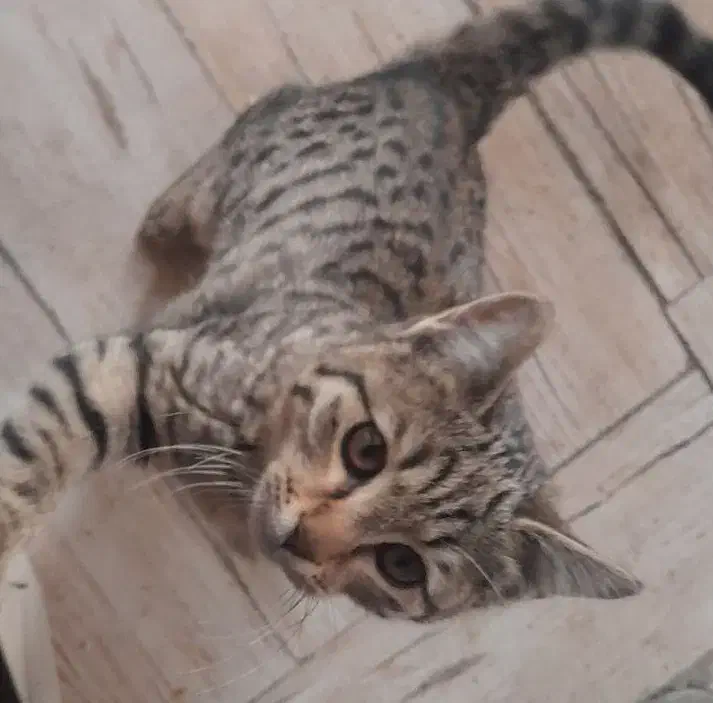 گربه رایگان واگذار می شود|گربه|ارومیه, |دیوار