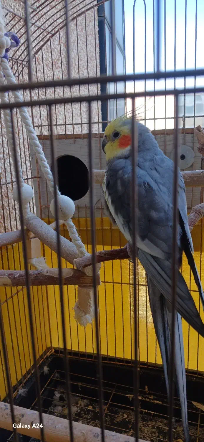 عروس هلندی سخنگو|پرنده|کرج, باغستان|دیوار