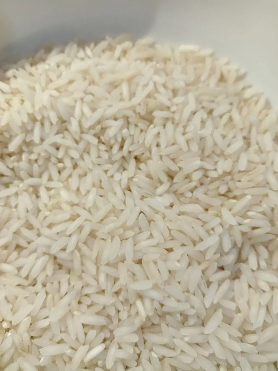 برنج بینام کشت دوم|خوردنی و آشامیدنی|بابل, |دیوار