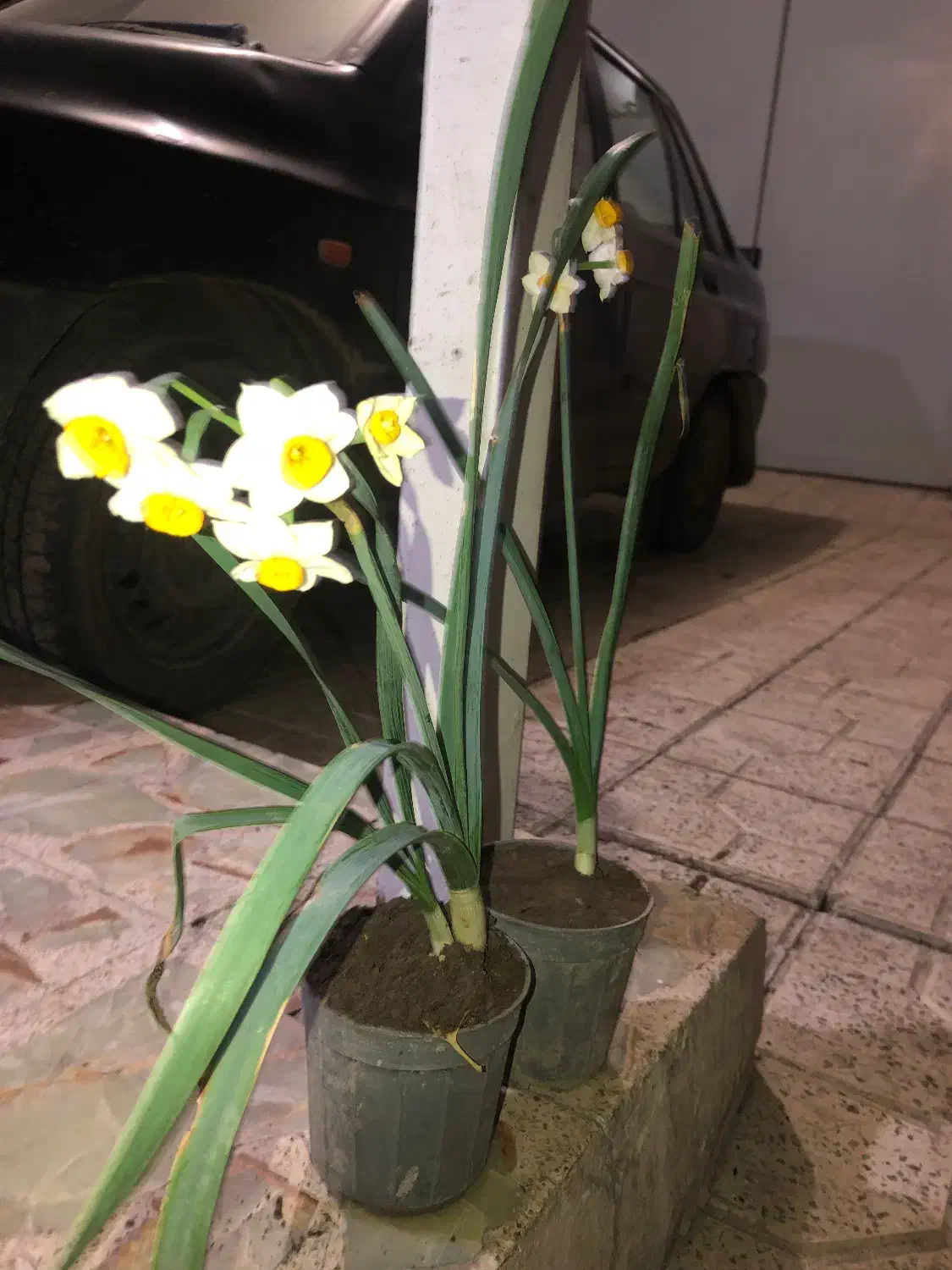 گل نرگس گلدونی|گل و گیاه طبیعی|قائمشهر, |دیوار