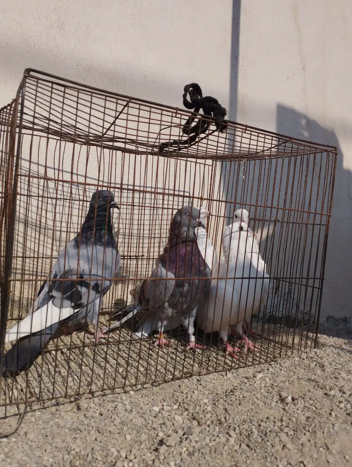 کفتر پرشی|پرنده|مینودشت, |دیوار