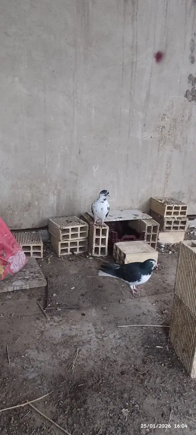 کفتر گم کردم|حیوانات|نجفآباد, گلدشت|دیوار