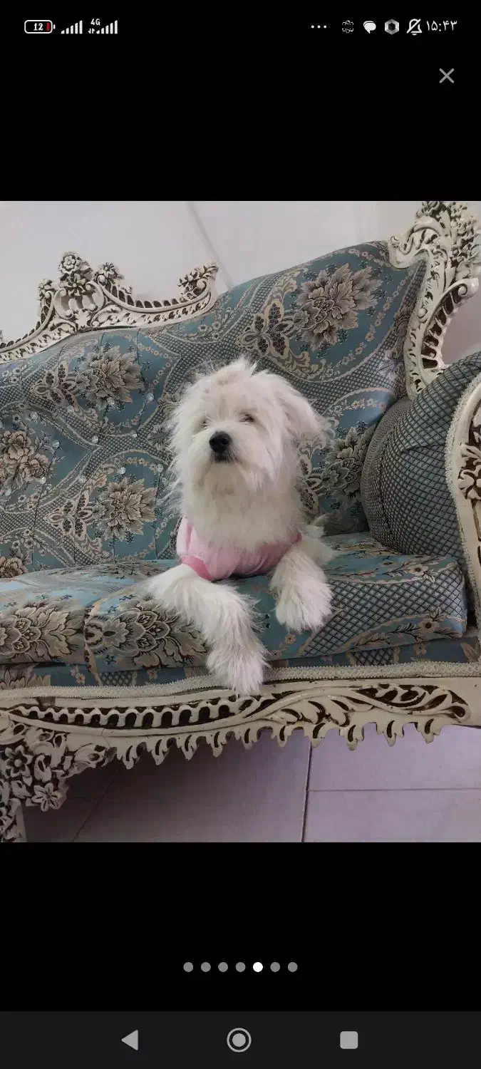 شیتزو|سگ|رشت, گلسار|دیوار