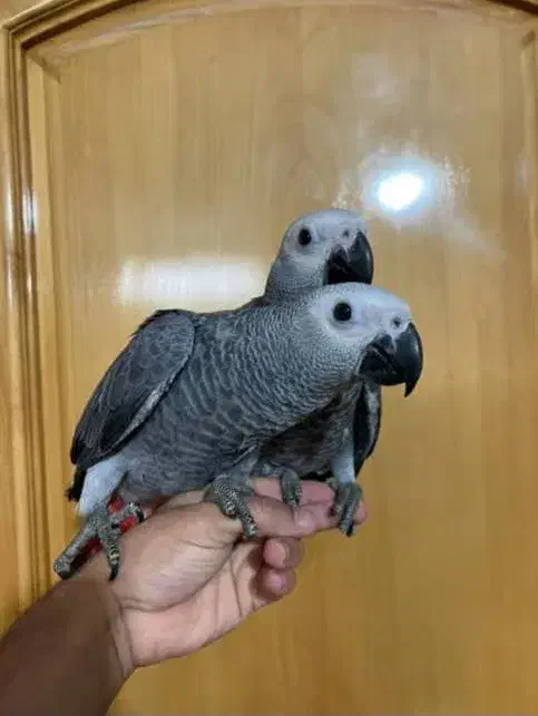 جوجه کاسکو سرلاکی و تازه دانه خور|پرنده|جهرم, |دیوار