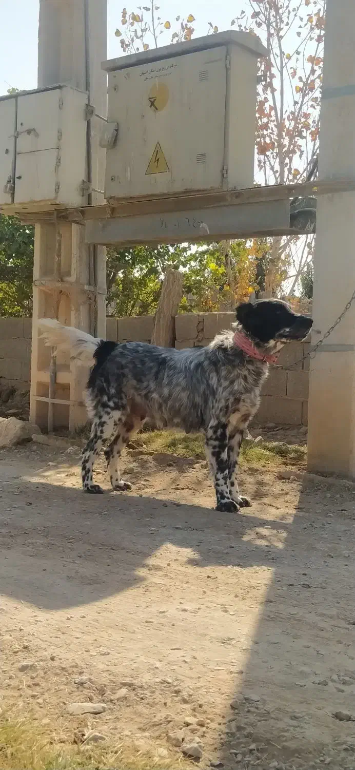 واگذاری ماده بومی شکم پر|سگ|فلاورجان, |دیوار